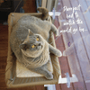 Kazoo Pet Bed The Lookout Deluxe Window Cat Bed