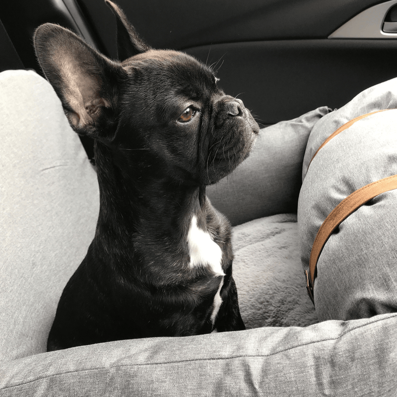 Modern Pets Car Travel Premium Dog Booster Seat for Small Pets