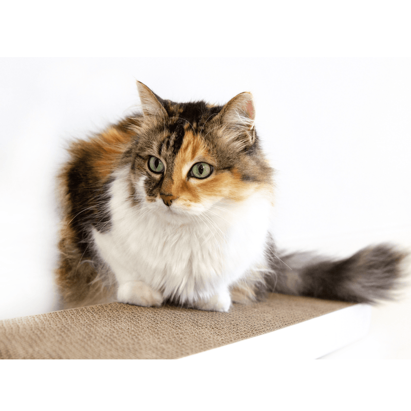 Modern Pets Cat Scratcher Wall Mounted Cat Scratch Post, Cardboard Scratcher, White