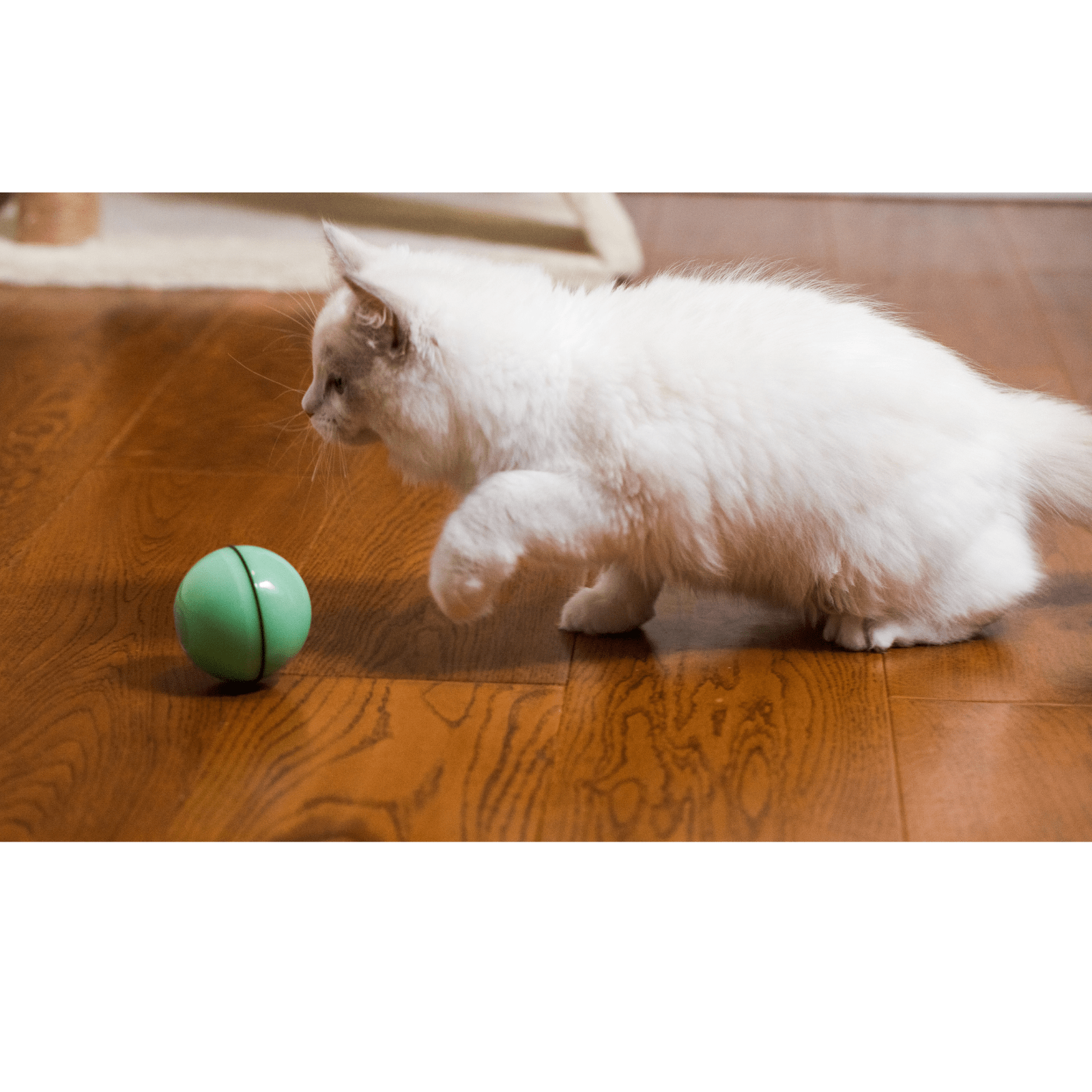 Automatic LED Rolling Dog and Cat Ball Toy Modern Pets