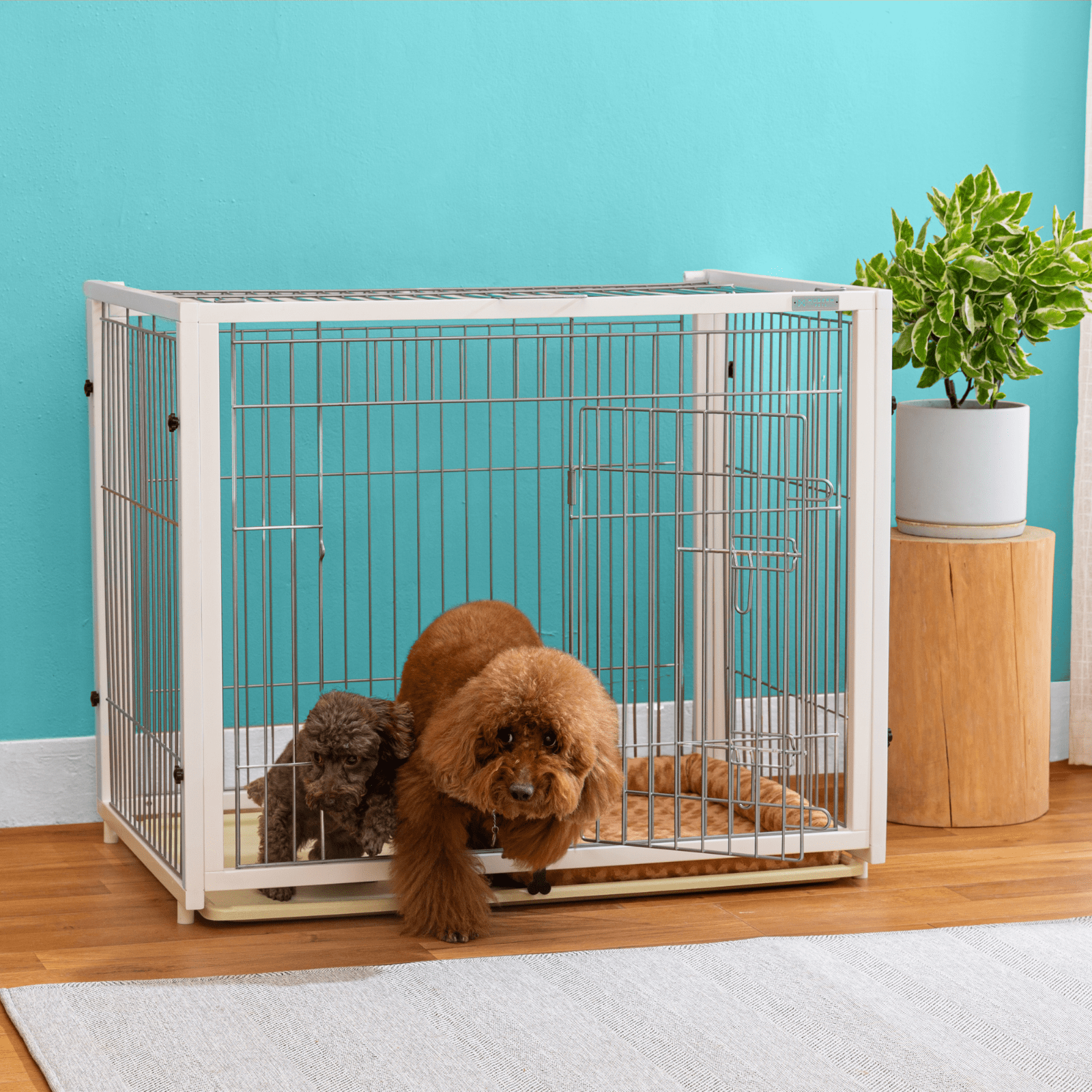 Designer Dog Crate, Infinity Dog Crate