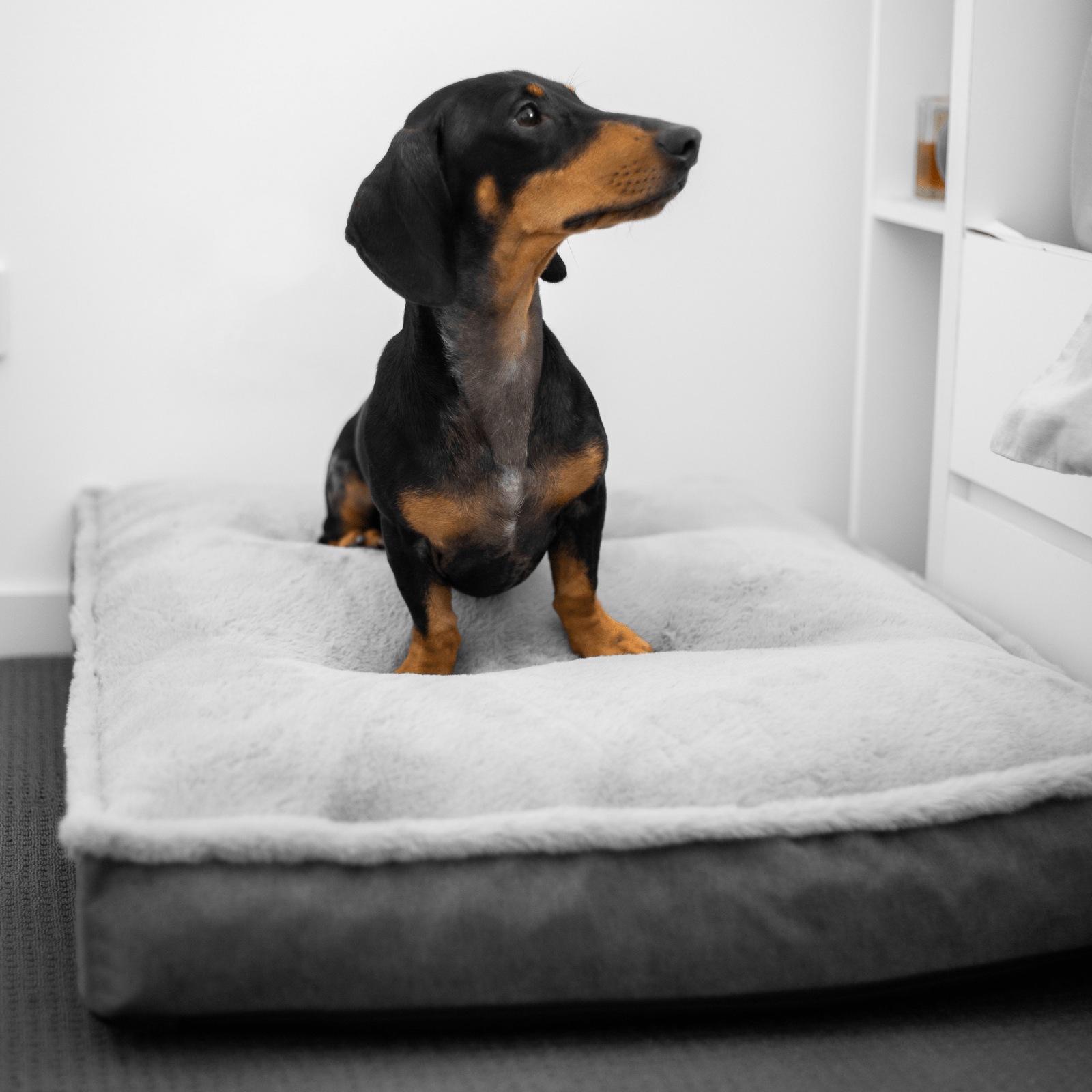 Luxury Dog Mattress Orthopedic, Storm Grey Modern Pets