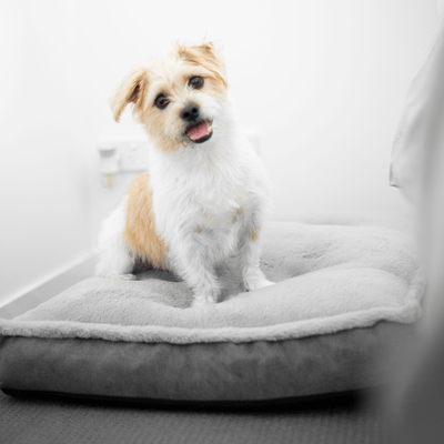 Modern Pets Dog Bed Luxury Dog Mattress Orthopedic, Storm Grey