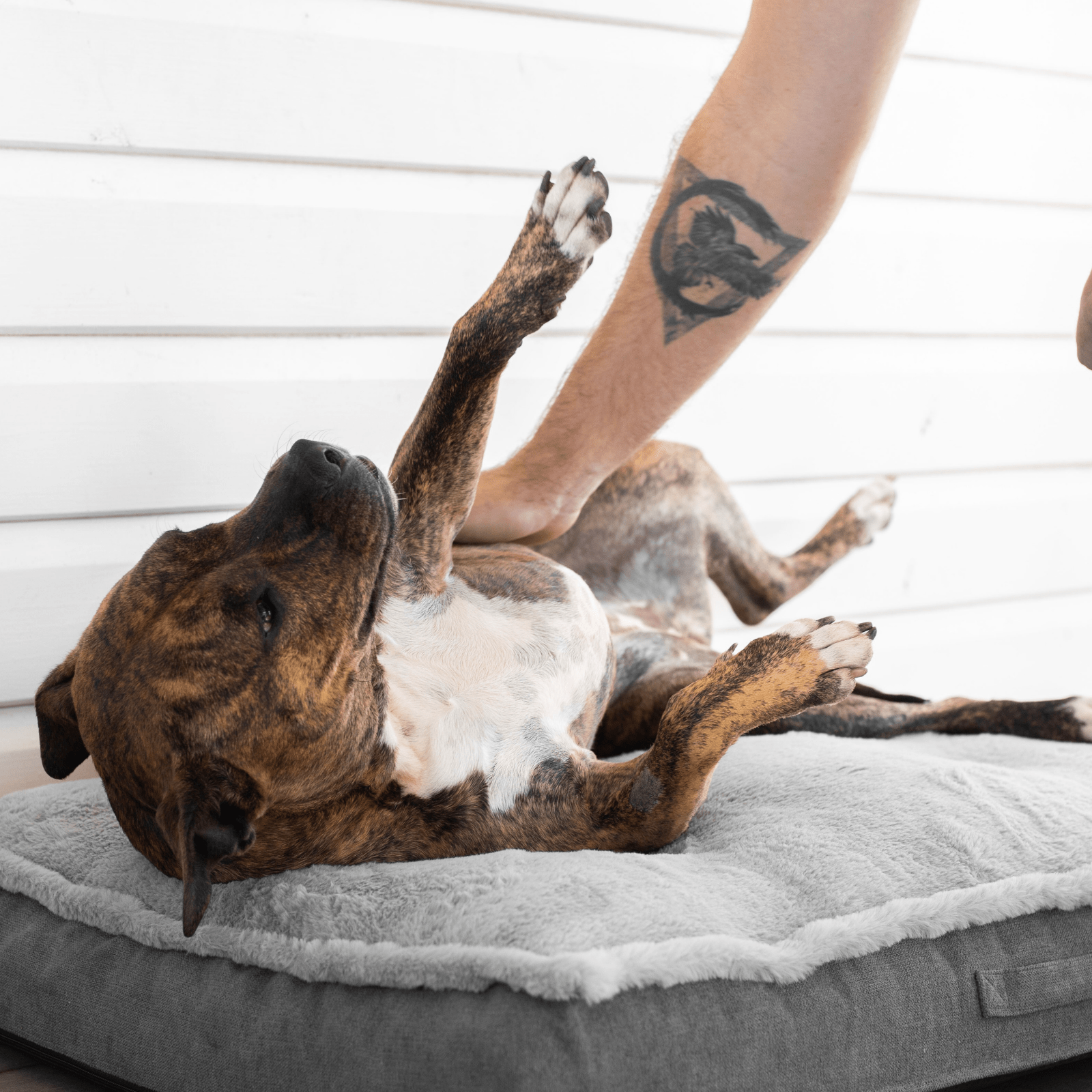 Treat a dog orthopedic dog bed deals