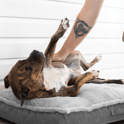 Modern Pets Dog Bed Luxury Dog Mattress Orthopedic, Storm Grey