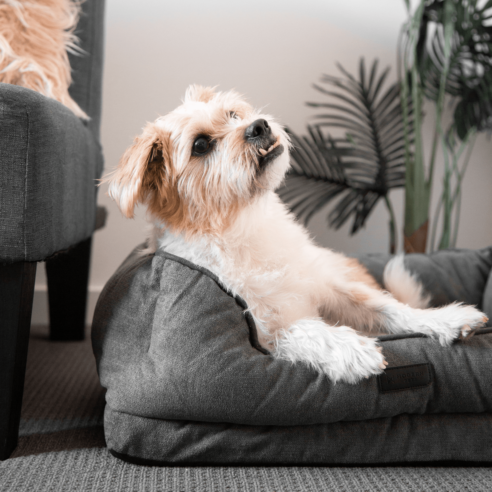 Padded pet bolster sales bed