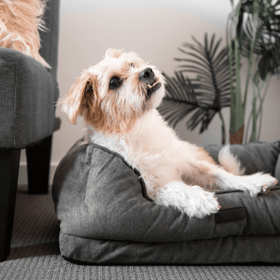 Modern Pets Pet Bed Luxury Dog Bolster Bed Orthopedic, Storm Grey