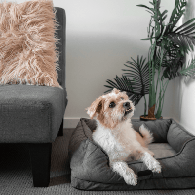 Modern Pets Pet Bed Small (60cm) Luxury Dog Bolster Bed Orthopedic, Storm Grey
