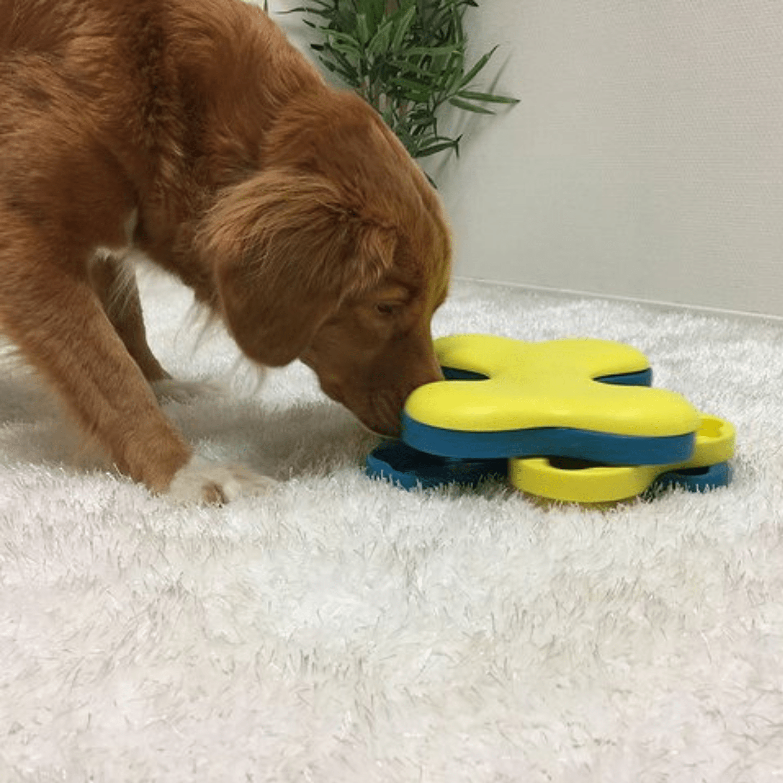 Nina Ottosson Dog Puzzle Toy Interactive Treat Dispenser, Dog Brick -  Modern Pets