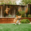 P.L.A.Y Dog Toy P.L.A.Y Scout & About Tug Dog Rope Toy