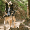 P.L.A.Y Dog Toy P.L.A.Y Scout & About Tug Dog Rope Toy