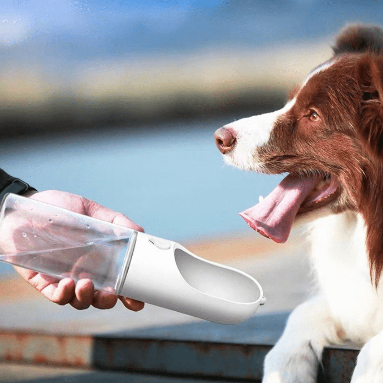 Portable pet water bottle hot sale