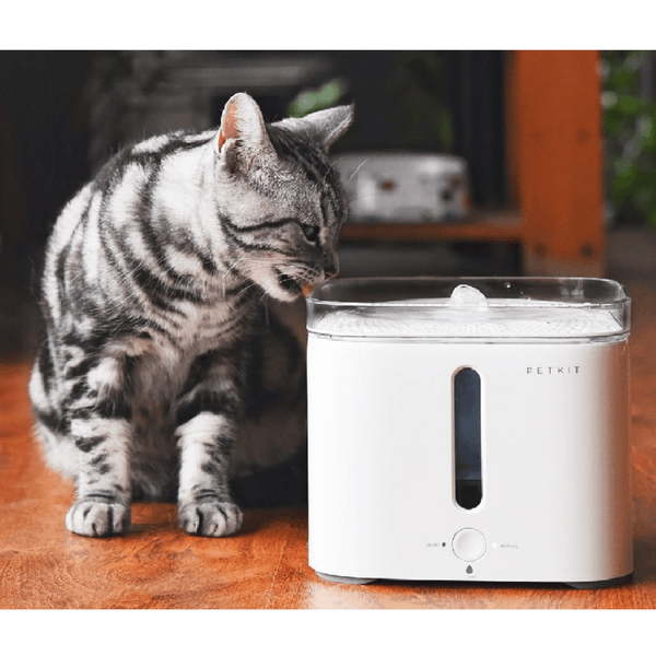 Eversweet pet fountain best sale
