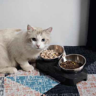 Petwant Pet Bowl Petwant Adjustable Double Raised Cat Bowl, Stainless Steel