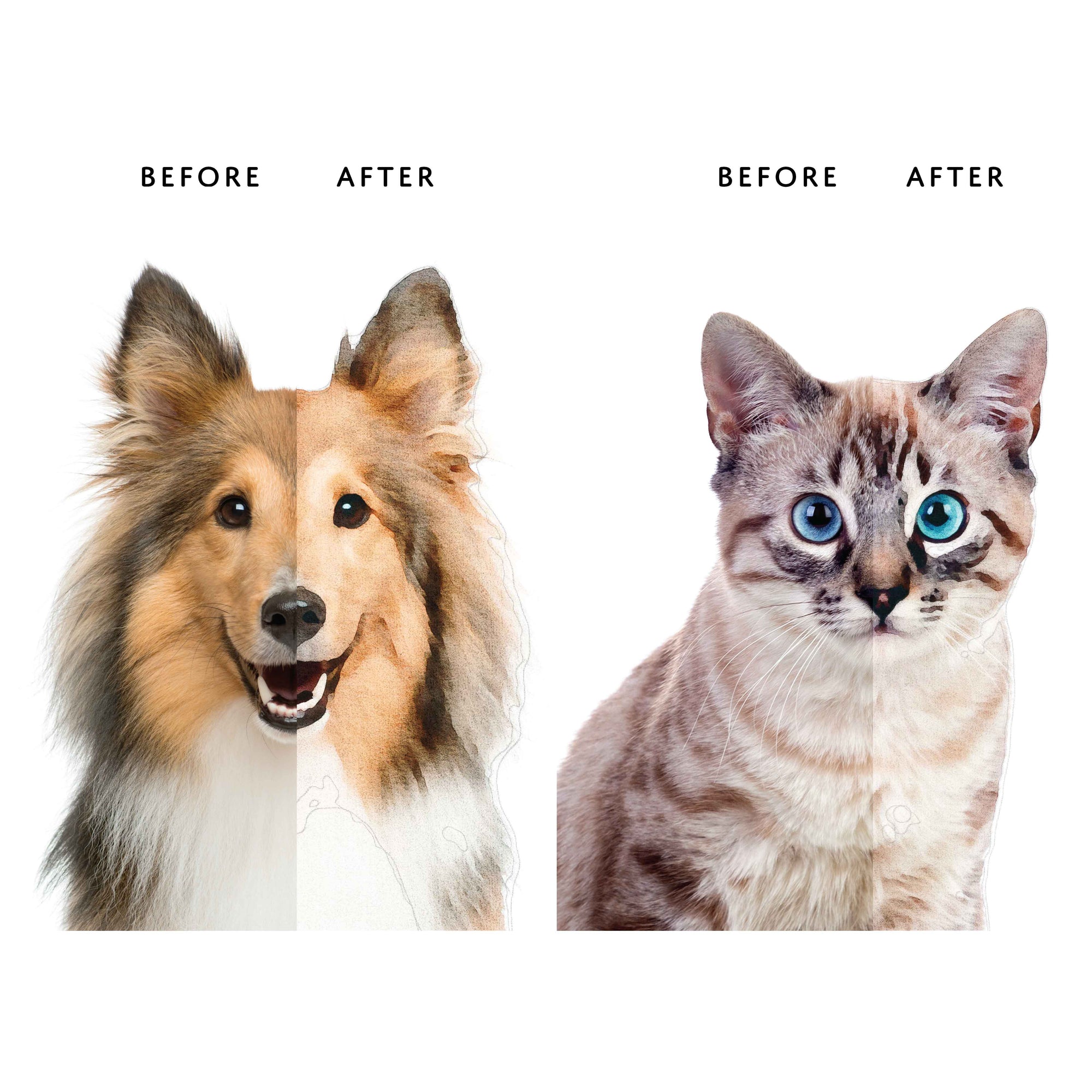 Sticky Bee Studio Pet Portrait Custom Pet Portrait