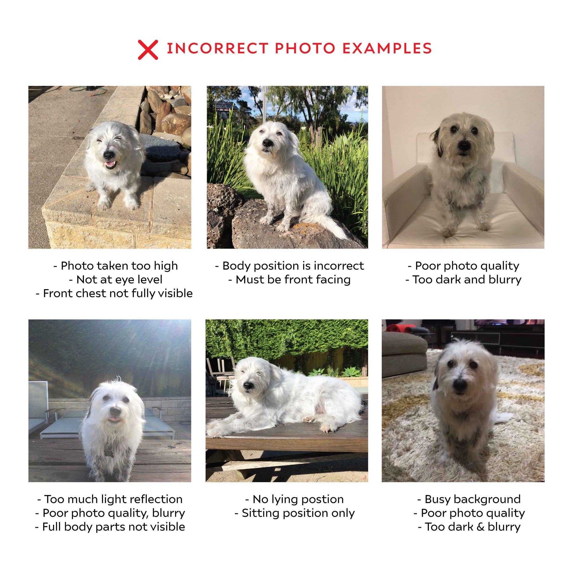 Sticky Bee Studio Pet Portrait Custom Pet Portrait