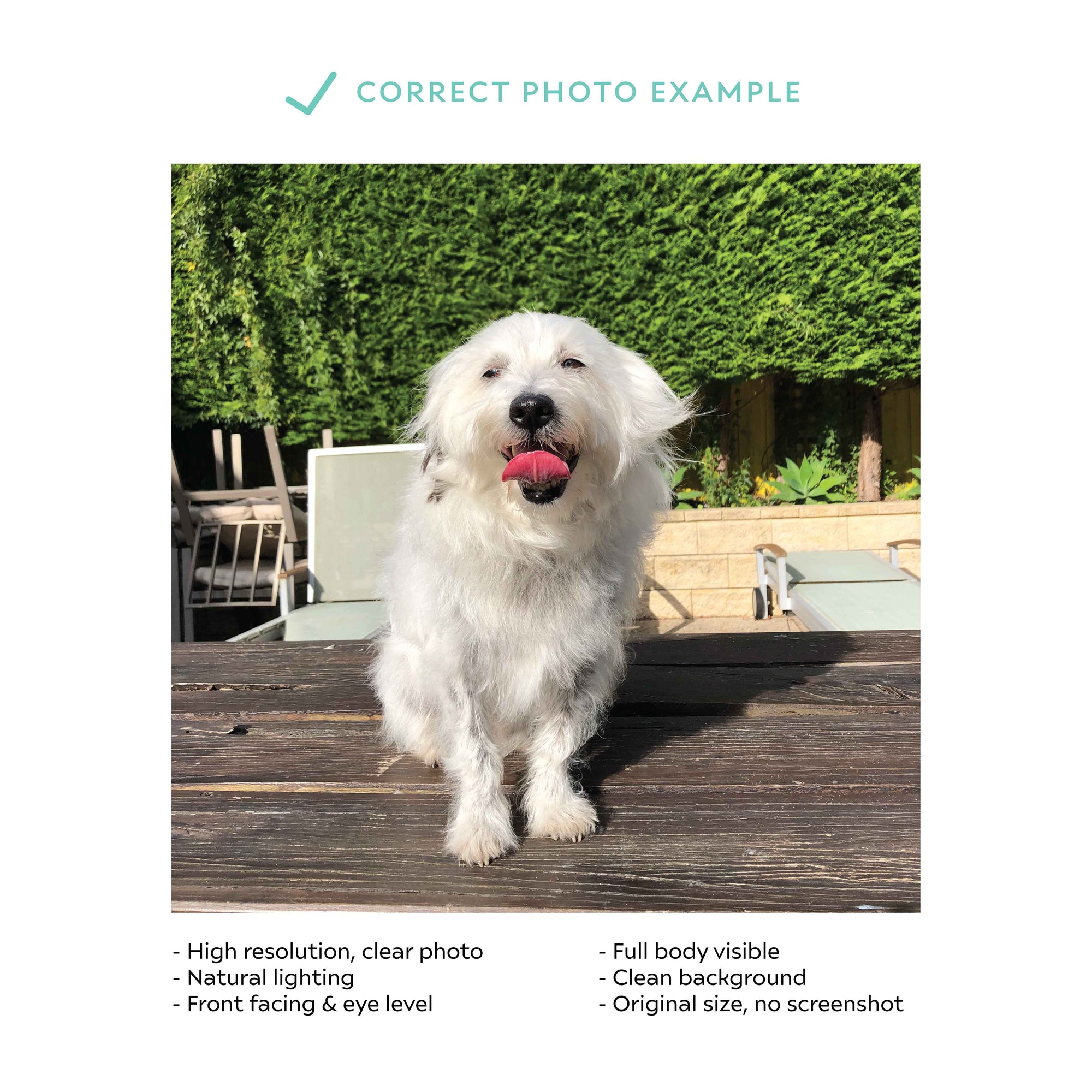 Sticky Bee Studio Pet Portrait Custom Pet Portrait