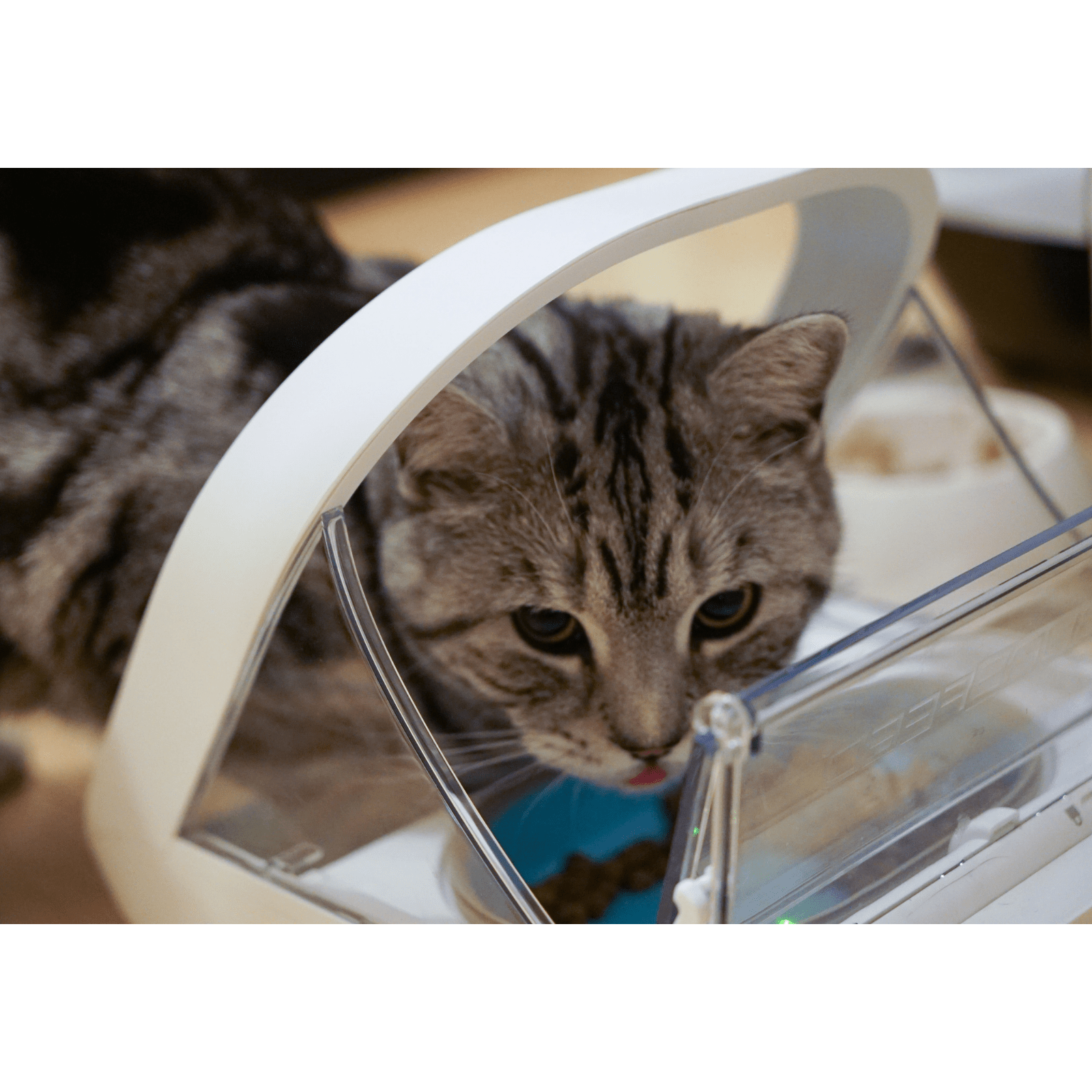 Chip controlled cat feeder clearance