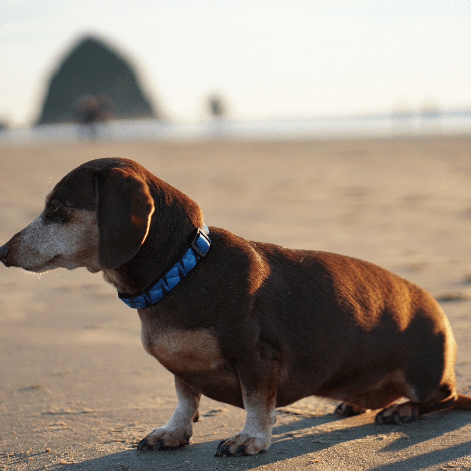 Woof Concept Dog Collar Apex Modern Pets
