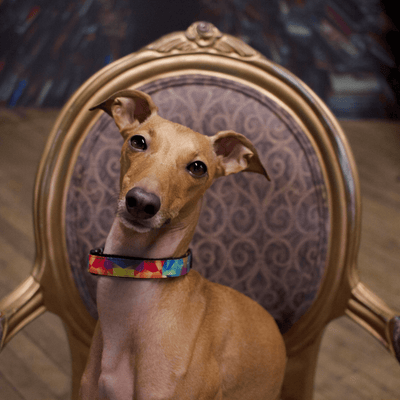 Woof Concept Dog Collar Woof Concept Dog Collar, Polygon