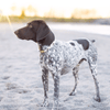 Woof Concept Dog Collar Woof Concept Premium Dog Collar, Sharp