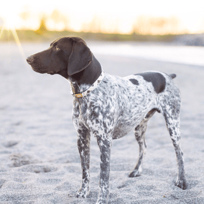 Woof Concept Dog Collar Woof Concept Premium Dog Collar, Sharp