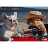 Woof Concept Dog Collar Woof Concept Premium Dog Collar, Sharp