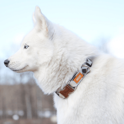 Woof Concept Dog Collar Woof Concept Premium Dog Collar, Sharp